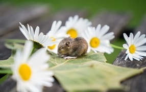 Маленькая мышка на листе с ромашками