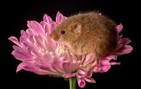 Little mouse sits in a pink flower
