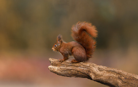 Little red squirrel with a fluffy tail on a branch