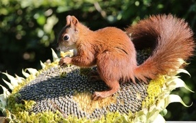 Little squirrel gnaws sunflower seeds