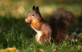 Red squirrel sits in green grass