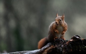 Red squirrel sits on a wet tree branch