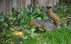 Squirrel in the grass nibbles corn