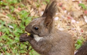 Squirrel with long ears in the forest