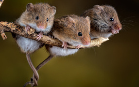 Three little mice on a branch