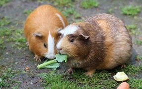 Two large guinea pigs chew leaves