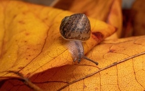 A large garden snail sits on a yellow leaf