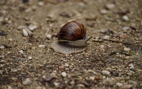 A large snail crawls on the ground