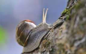 A large snail crawls up a tree trunk