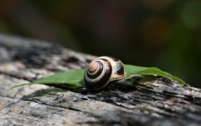 A shell with a leaf lies on a dry tree