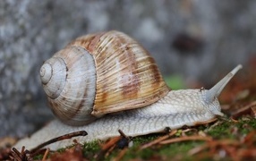 A snail with a large shell crawls on the ground
