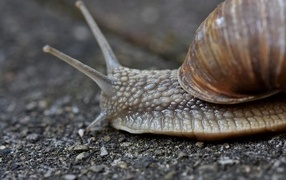 A snail with large antennae crawls along the asphalt