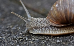 Улитка с большими усиками ползет по асфальту