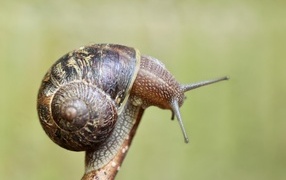 Big Snail sits on a tree branch