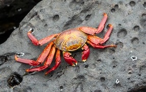 Big red crab lies on a stone