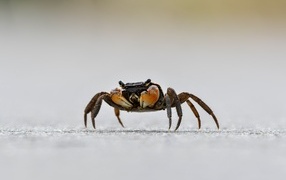 Big sea crab on the sand