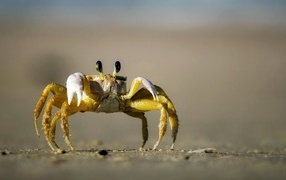 Big yellow crab on the sea sand