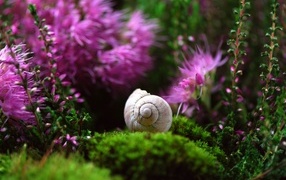 The snail shell lies near the pink flowers
