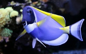 Синяя рыба доктор в аквариуме