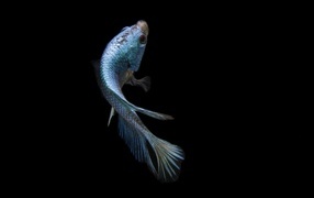 Blue fish on a black background
