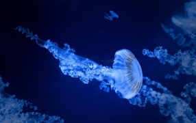 Blue jellyfish underwater in the sea