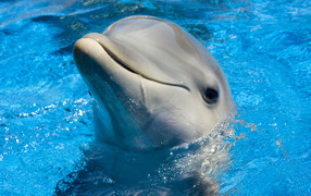 Dolphin in the blue water of the pool