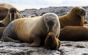 Large and small walruses rest on the stones