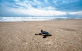 Little turtle on the sand by the sea