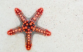Red starfish on the sand