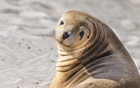 Sea lion lies on the sand