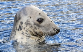 The seal sits in the water