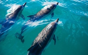 Three dolphins swim in the sea