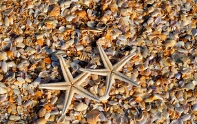 Две морские звезды и ракушки на берегу