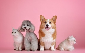 Two dogs and two cats on a pink background