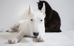 White bull terrier with black cat