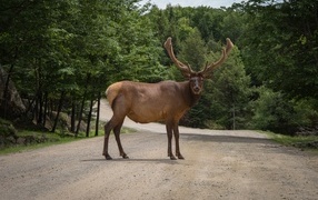 Big antlered deer on the road