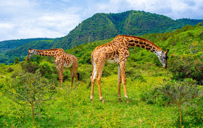 Big giraffes walk in the savannah