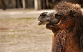 Big shaggy camel in the zoo