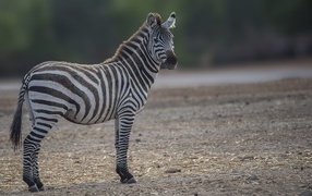 Big striped zebra on the ground