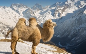Camel in the sun in the snowy mountains