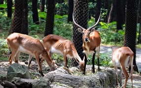 Газели в зоопарке