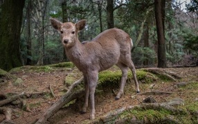 Little deer in the forest
