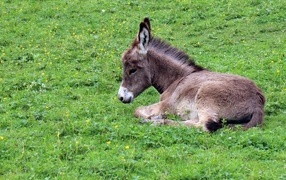 Little donkey lies on the green grass