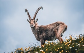 Siberian ibex in a meadow with flowers