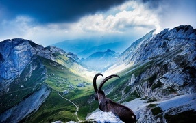 The goat looks at the high mountains