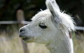 White llama head close up