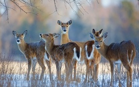 herd of deer in winter