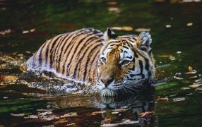A large striped tiger swims on the water