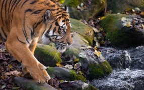 A large striped tiger walks on wet rocks