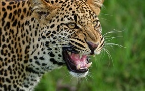 Большой леопард оскалил клыки